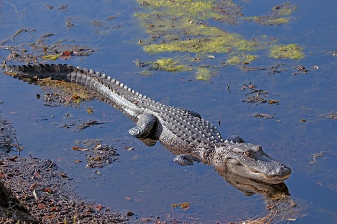5 Places to See an Alligator When You Visit New Orleans