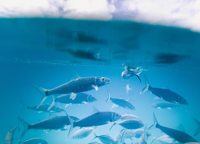 Pensacola Beach Unexpected Winter Adventures
