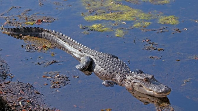 5 Places to See an Alligator When You Visit New Orleans