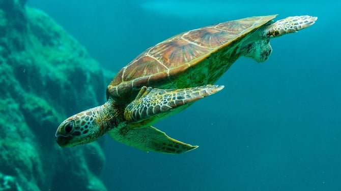 Unforgettable Encounters: Embrace the Magic of Pensacola Beach Sea Turtles